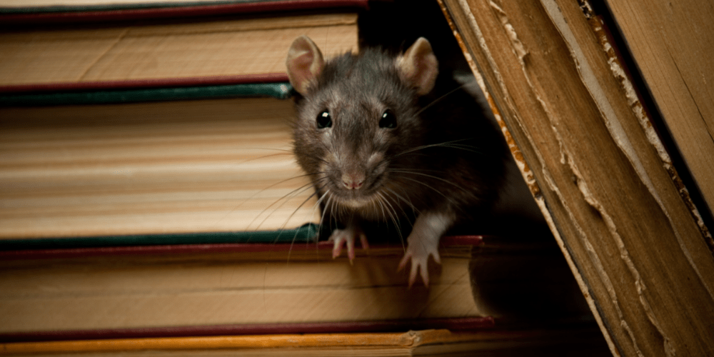 Rat Control In Dubai