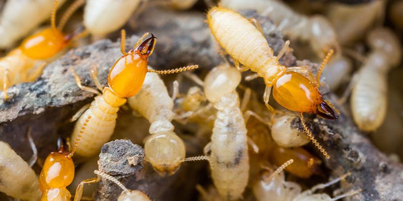 Termite Control in dubai