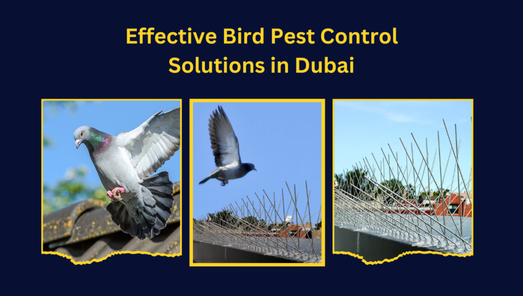 Bird Pest Control
